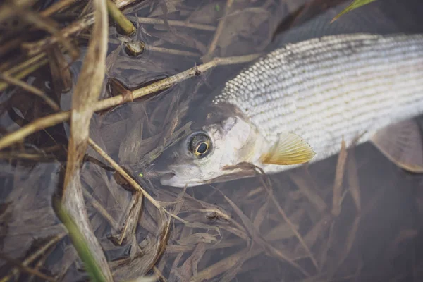 Harren Fångad Farten Flugfiske Och Tenkara — Stockfoto