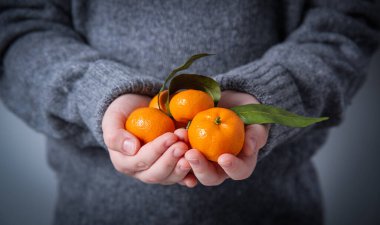 Gri örgü kazaklı bir kız gri arka planda bir avuç taze mandalina tutuyor. Resmi kapat