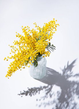 Bir buket sarı mimoza çiçeği beyaz arka planda gölgesi olan cam bir vazoda duruyor. 8 Mart konsepti, mutlu kadınlar günü. Boşluğu kopyala