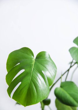 Gri arka planda tropik canavar bitkisi yaprakları. İskandinav tarzı. Ön görünüm ve boşluk kopyala