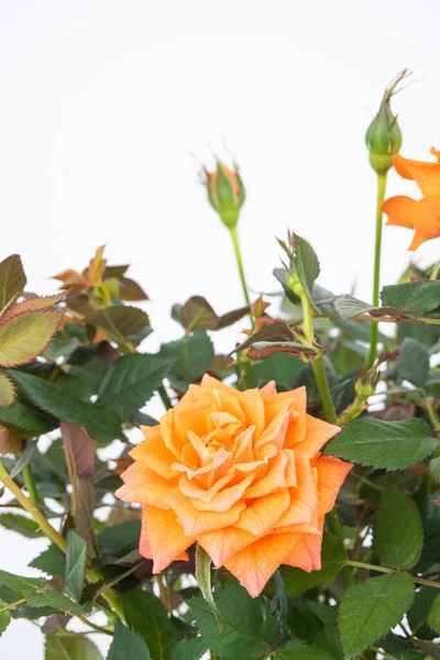 Schöner Teerosenstrauch Mit Orangefarbenen Blüten Auf Einem Isolierten Hintergrund Kopierraum — Stockfoto