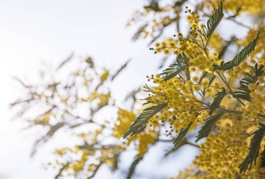 Bahar çiçekleri Arka planda Ağaç Mimosa, mutlu kadınlar günü konsepti. macro ve resmi kapat