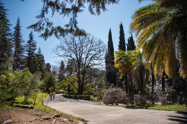 Güneşli bir yaz gününde şehir parkındaki botanik bahçesinin üzerinde güzel palmiye ağaçları. Soçi, Rusya