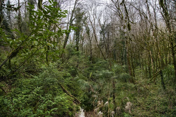 Paisaje Relicto Bosque Selvático Con Tejo Boj Árboles Bosque Soshi — Foto de Stock