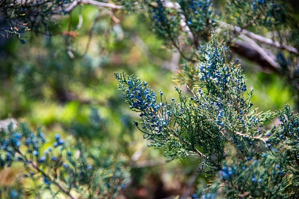 Flores Primavera Arbusto Zimbro Verde Com Bagas Azuis Floresta Macro — Fotografia de Stock