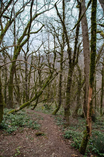 Landschap Relict Jungle Bos Met Taxus Buxus Bomen Het Bos — Stockfoto