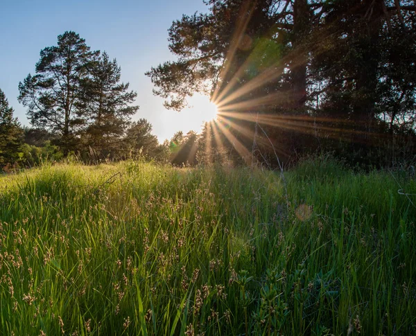 Beautiful summer forest landscape with sunset and sun rays among green trees. Russia, Vladimir region