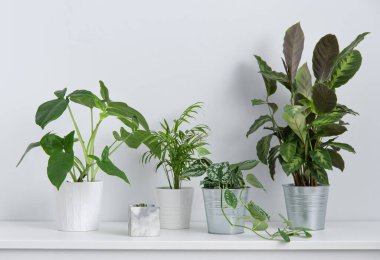 Scandinavian concept.  Some beautiful house plants flowers  in white and metal pots on white table. Front view and copy  space image