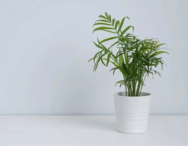 Beautiful House Plant Palm White Pot White Table Front View — Stok fotoğraf