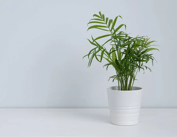  Beautiful house plant palm  in white  pot on white table. Front view and copy  space image