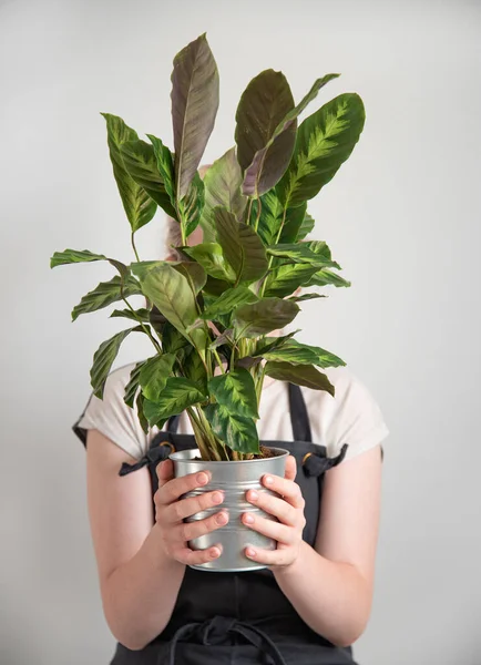 Uma Menina Avental Mantém Uma Planta Sala Kalathea Fundo Cinza — Fotografia de Stock