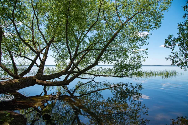 Schöne Sommerlandschaft See Mit Bäumen Und Reflexion Das Konzept Des — Stockfoto