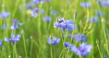 Güzel bir yaz manzarası, mısır çiçeği tarlası, masaüstü duvar kağıtları. Makro ve resmi kapat