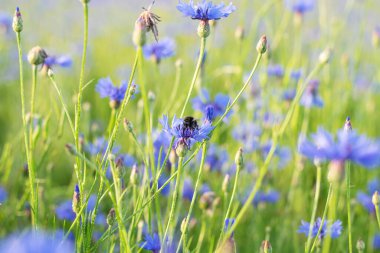 Güzel bir yaz manzarası, mısır çiçeği tarlası, masaüstü duvar kağıtları. Resmi kapat