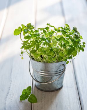 Beyaz ahşap arka planda metal bir kavanozda mikro-yeşil fesleğen. Bilinçli beslenme kavramı, vejetaryen yiyecekler.