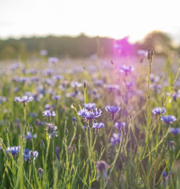 Güzel bir yaz manzarası. Çiçek tarlası ve günbatımının yansıması. masaüstü duvar kağıdı. Resim renklendir