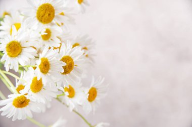 Pembe-gri arka planda güzel bir çayır papatyası. Botanik dairesi kavramı. Kapat, makro ve uzay resmini kopyala