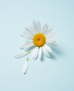 Güzel beyaz papatya çayı ya da mavi arka planda gözyaşı yaprakları olan papatya çiçeği. Üst görünüm ve boşluk resmi kopyala