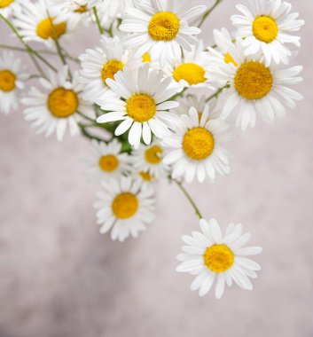Gri-pembe arka planda güzel bir demet çayır papatyası. Üst görünüm, makro ve resmi kapat
