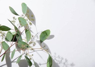 Koyu gölgeli beyaz bir arka planda taze okaliptüs dalı. Üst görünüm ve boşluk resmi kopyala