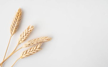 Beyaz arka planda buğday kulakları. Çiğ ve vejetaryen ürünü. Doğal yiyecekler. Üst görünüm ve boşluk resmi kopyala