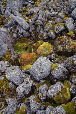 Taş doğası geçmişi. Khibiny dağlarında yosun ve mantarla kaplı taşlar. En üst görüntü