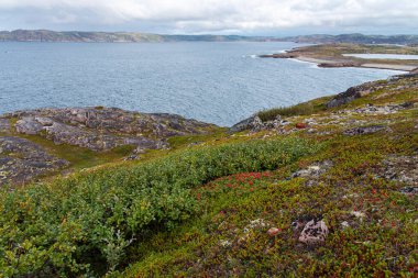 Kuzey Denizi kıyısında renkli yosunlarla kaplı taşlarla güzel bir manzara. Dağdan bak. Teriberka, Barents Denizi, Murmansk Bölgesi, Kola Yarımadası