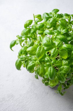 Açık arkaplanda yeşil bir fesleğen. Taze organik bitkiler konsepti. Üst görünüm, alanı kopyala.