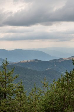 Önplanda yoğun bir çam ormanı yuvarlanan yeşil tepeler ve bulutlu bir gökyüzünün altındaki uzak dağlar doğal gün ışığında. Seyahat ve turizm konsepti. Zlatibor, Sırbistan