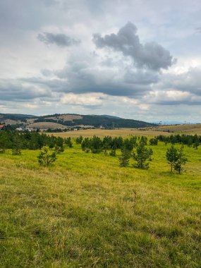 Tepenin yamacındaki çam ormanlarının panoramik manzarası bulutlu gökyüzünün altında dağlar doğal gün ışığı, doğa konsepti. Zlatibor, Sırbistan.
