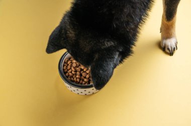 Siyah bir köpek, sarı izole edilmiş arka planda bir kaseden kuru yiyecek yer. Beslenme ve evcil hayvanlara bakma kavramı. Üst görünüm, alanı kopyala.