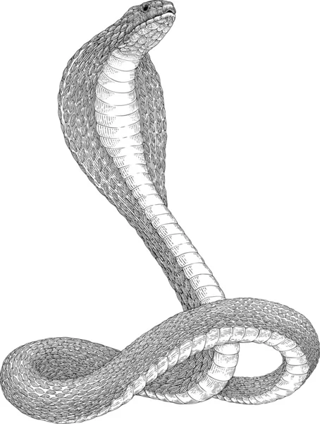 Cobra — Image vectorielle