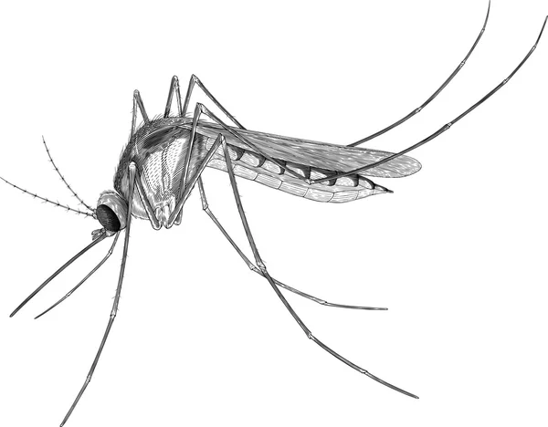 Mosquito —  Vetores de Stock