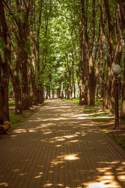 Avrupa 'daki yüksek ağaçların gölgeleri, şehir parkı. Minsk. Beyaz Rusya. 