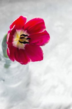 Yakın plan çekimde kırmızı, büyük bir lale. Dikey çerçeve.