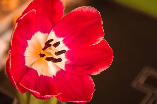 Aberto Vermelho Uma Tulipa Fundo Escuro Close — Fotografia de Stock