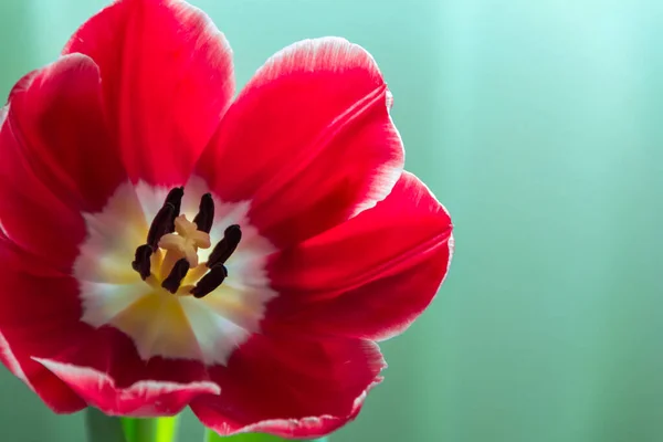 Uma Tulipa Vermelha Fundo Turquesa Close — Fotografia de Stock