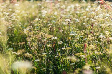 Güzel çayır çiçekleri. Doğa çizimleri için yatay çerçeve. 