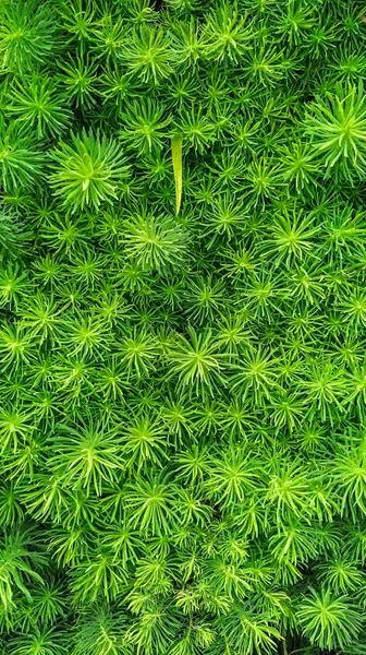 Euphorbia Cyparissias Fens Ruby Кипарисы Зеленый Красивый Брызг Фона — стоковое фото
