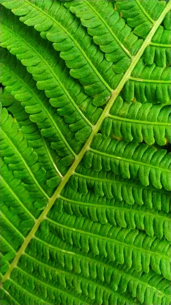 Helecho Verde Cerca Hermoso Protector Pantalla — Foto de Stock