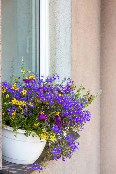 Närbild Blommor Fönsterbräda Gatan Vertikal Ram För Stänk Bakgrund — Stockfoto