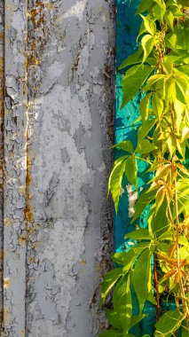 Eski püskü bir duvarın parçası ve taze üzüm yaprakları. Metin için yeri olan dikey çerçeve. 