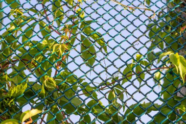 Çitin etrafında süslemeli üzümler var. Yatay çerçeve. 