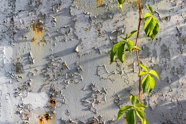 Eenzame Tak Van Bladeren Achtergrond Van Muur Horizontaal Met Plaats — Stockfoto