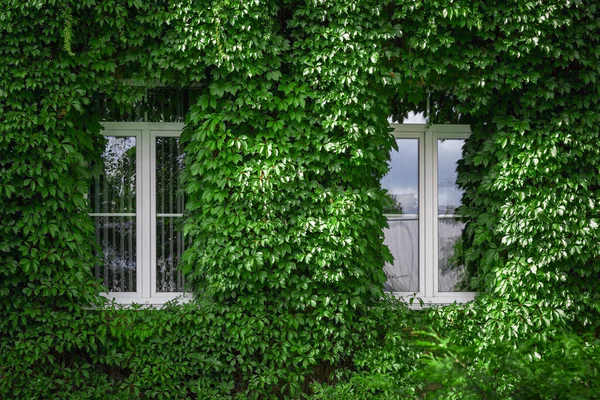 Zwei Fenster Grünen Ziertrauben — Stockfoto