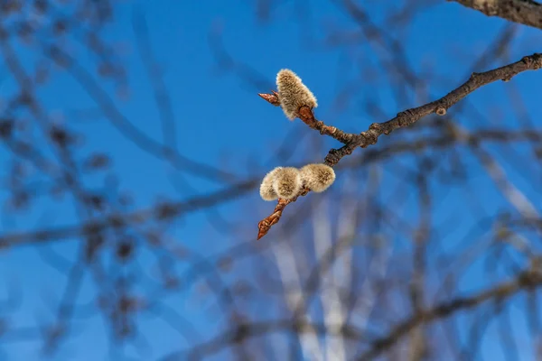 Willow branches — Stock Photo, Image