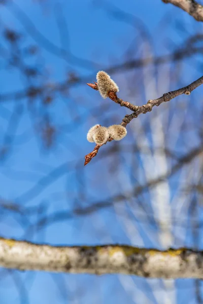 Graines de saule — Photo