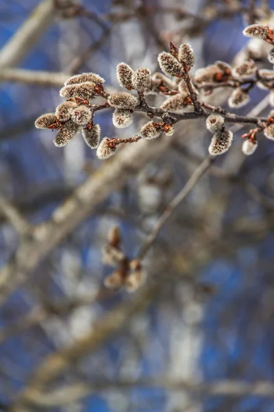 Graines de saule — Photo