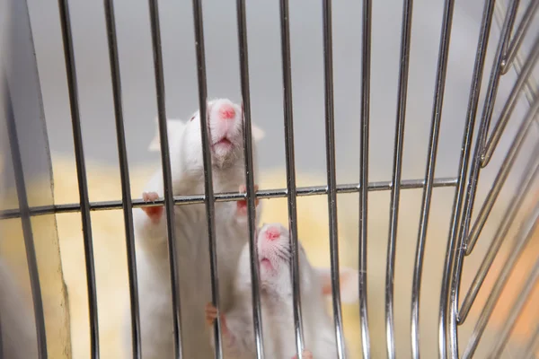 Dos ratones de laboratorio que quieren salir de la jaula Imagen de stock