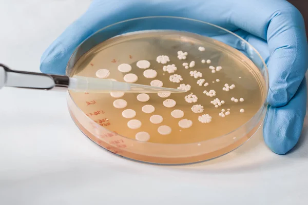 側面図、科学者によって行われるイースト菌接種 — ストック写真